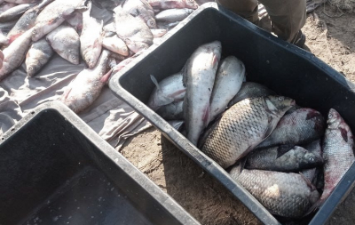 Житель Кіровоградщини незаконно наловив риби на 200 тисяч