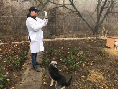 В Кропивницькому проведено імунізацію тварин проти сказу