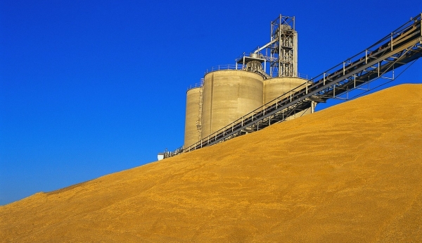 Зіпсованого на мільйони зерна виявили на Кіровоградщині