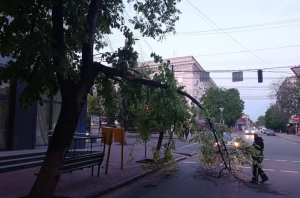 У центрі Кропивницького на дорогу влала гілка дерева