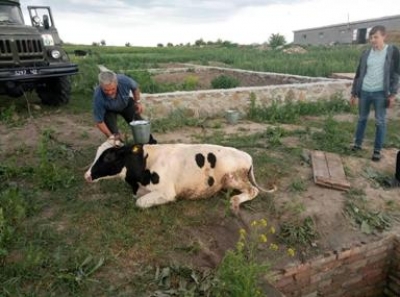 На Кіровоградщині врятували корову. ФОТО