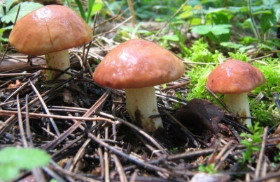 Сезон грибів на Кіровоградщині: перше отруєння