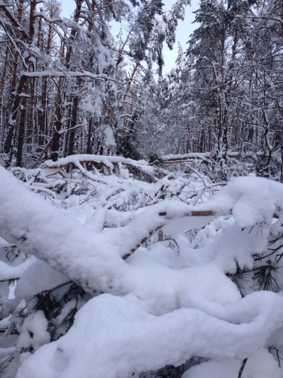 На Кіровоградщині сильні снігопади пошкодили 40 гектарів лісу