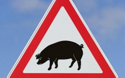 На Кіровоградщині знайшли «дике» джерело африканської чуми свиней