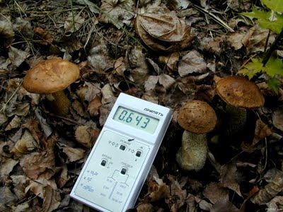 Житель Кіровоградщини намагався нагодувати поляків радіоактивними грибами