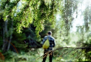 Як лісники на Кіровоградщині відзначали День працівника лісу. ВІДЕО