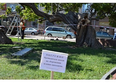 Знамениті дерева рятують у Кропивницькому