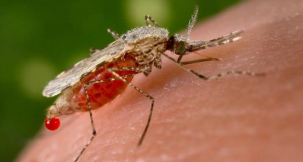 У Кропивницькому зафіксували випадок захворювання на малярію
