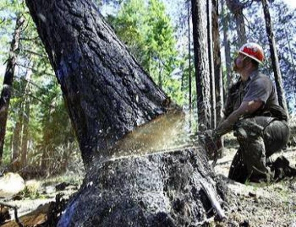 На Кіровоградщині нахабно вирубують ліси (ФОТО)