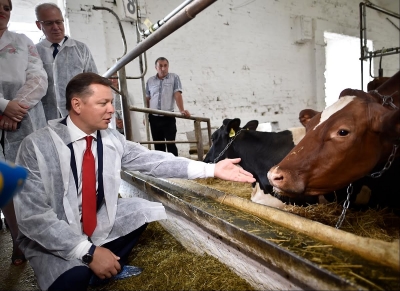 Олег Ляшко: Для мене корова - священна тварина. Відео