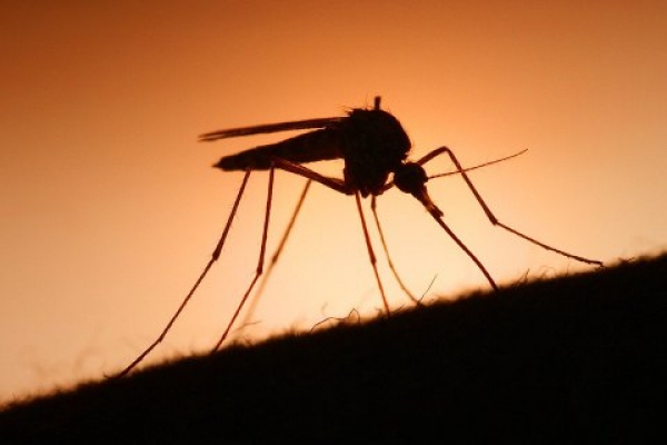 У Кропивницькому виявили перший випадок тропічної малярії