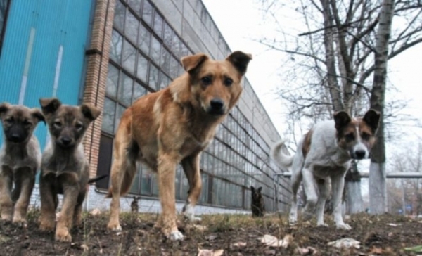 Моторошна знахідка на Кіровоградщині: рештки невідомого розносили собаки
