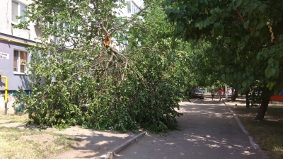Повалене дерево вже декілька днів заважає жителям одного з будинків Кропивницького
