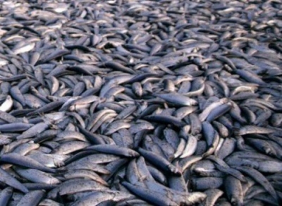 На Кіровоградщині браконьєр виловив риби на 15 тисяч гривень