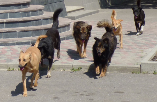 Жителі Кіровоградщини страждають від агресивних безпритульних собак (ВІДЕО)