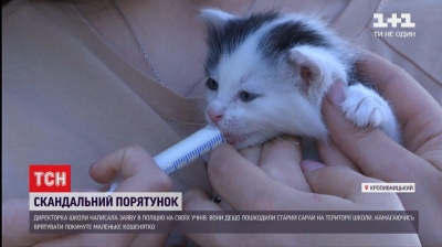 Врятоване кошеня та заява в поліцію: чим закінчилась історія в одній зі шкіл Кропивницького