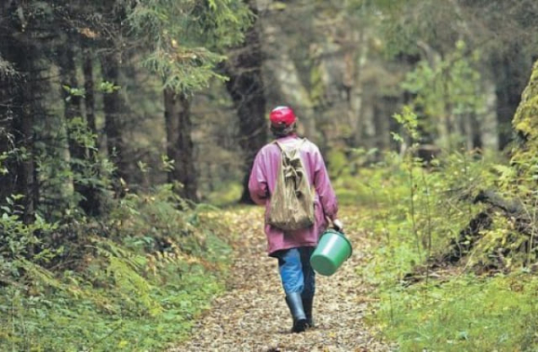 89-річний житель Кіровоградщини заблукав у лісі