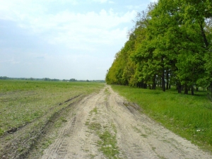У лісосмузі на Кіровоградщині знайшли жінку, яка загадково зникла 4 дні тому