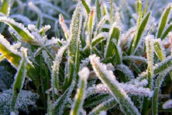 На Кіровоградщині прогнозують заморозки