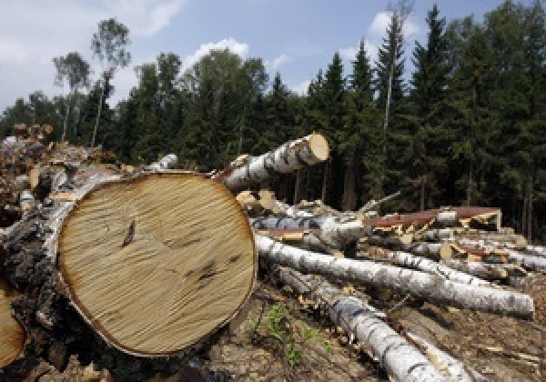 Понад 300 дерев вирубали невідомі на Кіровоградщині