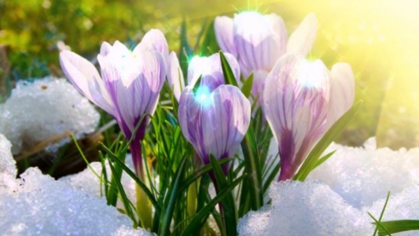 За кілька днів на Кіровоградщині почнеться справжня весна