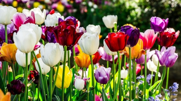 У Кропивницькому зацвіло більше трьох мільйонів тюльпанів (ВІДЕО)