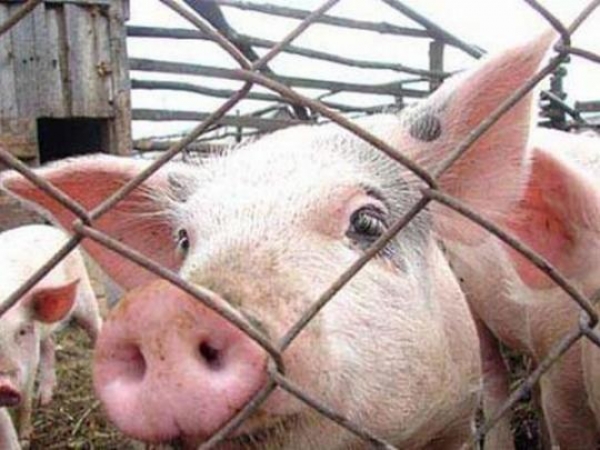 На Кіровоградщині через спалах африканської чуми свиней запровадили карантин