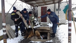 Рятувальники витягли з ями собаку в Кропивницькому