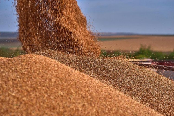 Керівника агропідприємства Кіровоградщини підозрюють у привласненні зерна на 17 мільйонів