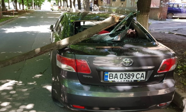 У Кропивницькому дерево розбило дорогу іномарку (ФОТО)