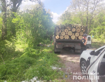 Чоловік випиляв сотню дерев у захисній лісосмузі на Кіровоградщині