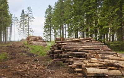 На Кіровоградщині чоловік вирубав дерев майже на 80 тис. грн