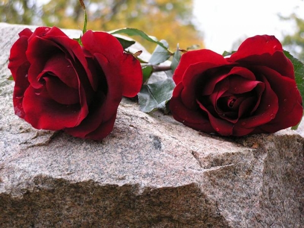 Поради кропивничанам: які квіти краще нести на кладовище?