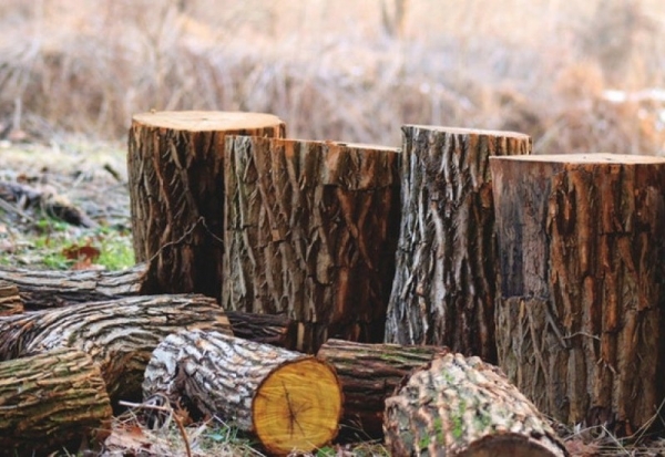 Житель Кіровоградщини незаконно вирубав дерев на понад 100 тисяч гривень