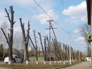 У Кропивницькому по-варварськи обрізали дерева (ВІДЕО)