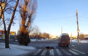 Вивчіть і ви: жителям Кіровоградщини ставлять у приклад безпритульного собаку (ВІДЕО)
