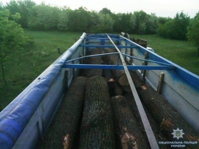 На Кіровоградщині підпільно вирубували дерева у заповідній зоні. ФОТО