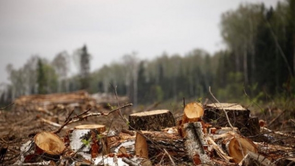 На Кіровоградщині завершилося розслідування незаконної порубки дерев