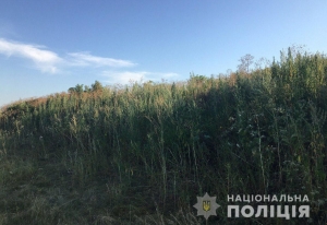 Плантацію конопель знайшли поліцейські на Кіровоградщині