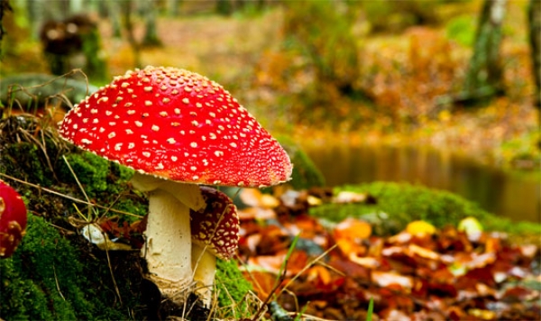 Отруєння дикорослими грибами на Кіровоградщині