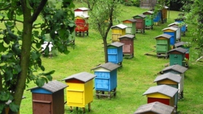 Як захистити бджіл на Кіровоградщині: консультація фахівця