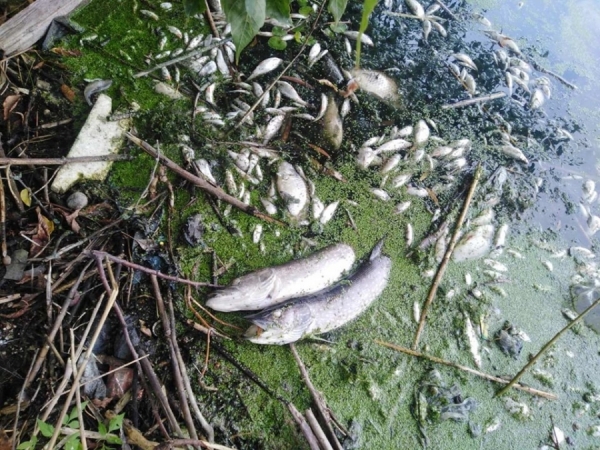 Фахівці встановили причини масової загибелі риби у Кропивницькому