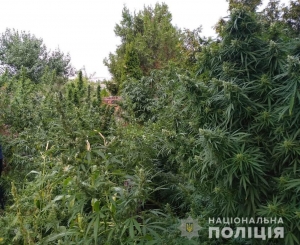 На Кіровоградщині знайшли елітну наркоплантацію (ФОТО)