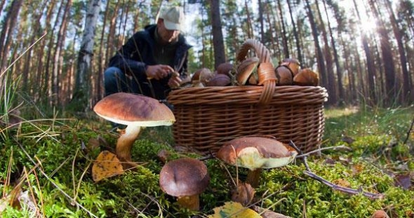 На Кіровоградщині зареєстрований перший випадок отруєння грибами