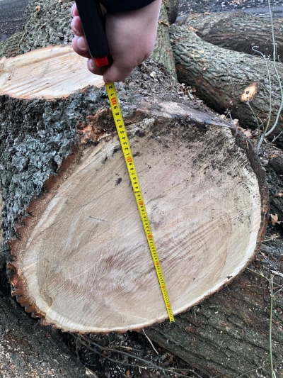 «Дубові» війни на Кіровоградщини: лісівника звинувачують у вирубці та продажу цінної деревини (ФОТО)